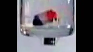 瓶底(24000FPS)