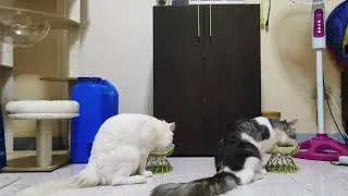 Little Miss (Misdemeanor) by GIRLSET, Missy Elliot with Husk & Angel Babies 💖