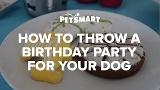 How to Throw a Birthday Party for Your Dog