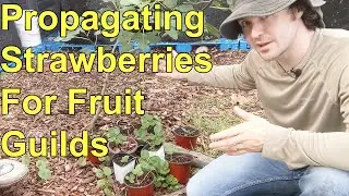 How To Propagate Strawberries For Fruit Guilds & Backyard Food Forests