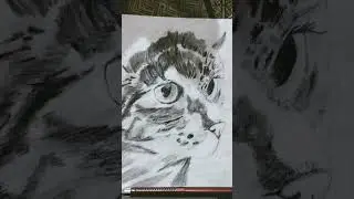 Draw cat
