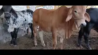 Ala venta estos toretes Bara Bara