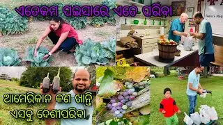 ଆମେରିକାନ ଚାଷକରିଛନ୍ତି ଦେଶୀପରିବା ସହ ପେନ୍ଥା ଅଙ୍ଗୁର।ବସ୍ତାଟେ ପରିବା କଣସବୁ ତୋଳିଲି।Odia Jhia Swapna