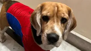 Hungry beagle