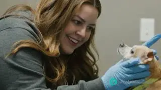 Inside Nevada's largest animal shelter