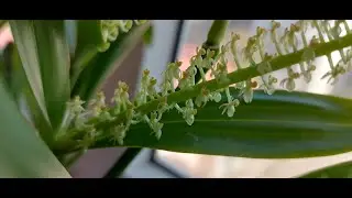 Liparis viridiflora