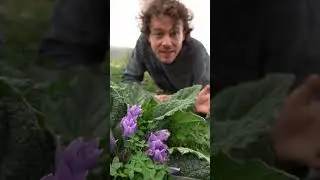 Die Alraune - Halluzinogen mit Geschichte