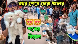 সেরা অফারে বিক্রি হচ্ছে সুন্দর পার্সিয়ান বিড়াল | Mirpur 1 Cat Market | Cat Price in Bangladesh 