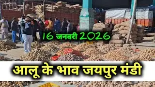आलू का भाव जयपुर मंडी / आलू का भाव 16 जनवरी 2026 / today potato rate jaipur  /potato price today