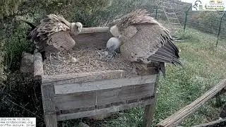 Caught on Cam! 🦅 Griffon Vulture Couple Shares Nest with Precious Egg 🥚