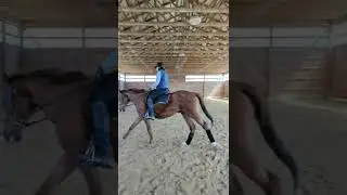 Shout out To Lesson Horses #OTTB, #lessonhorse