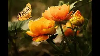 sunday morning silent live