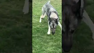 Teaching dogs to BRING the toy back during FETCH