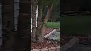 Rare Fox Sighting 20230630 203936