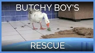 Butchy Boy the Goose Is Rescued!