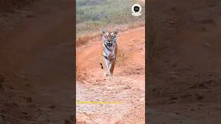 Tigress Ka Walk Jo Bollywood Actress Ko Bhi Piche Chod De 😳😳😳Maya Tigress | Tadoba Tiger Reserve