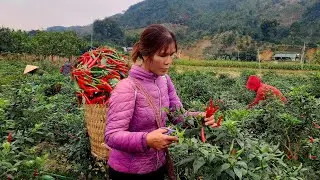 The woman who lived alone and the story of the old woman who came to visit - Ly Tieu An
