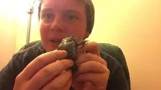 The Differences Between American Toads and Fowler's Toads