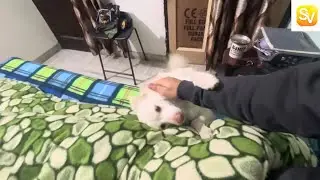 Animal love ❤️ 
