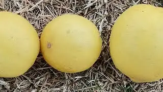 Three Citrus Sizes on Grass