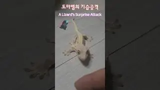 [Farmvlog] 도마뱅의 무시무시한 기습 공격. トカゲの奇襲攻撃 #크레스티드게코 #도마뱀
