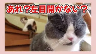 【のんびりさん家の可愛い猫】あれ？ねぎくん左目が開かない？ / Negi-kun, can't you open your left eye?