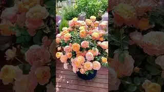 #rosa #rose #balcony #balconyrose #spring #spring2022 #lifetype
