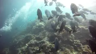 GOPR0488-school-of-giant-sweetlips.MP4