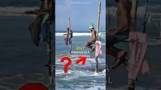 Discover the Unique Tradition of Stilt Fishing #shorts