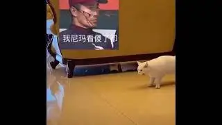 Try not to laugh watching funny animal vine😼🙀🙉😂😂