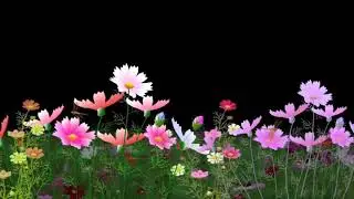 Black screen flower background video
