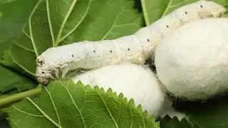 Silk worm farming in India / How your silk is made / How silkworm make silk? /Lifecycle of silk moth