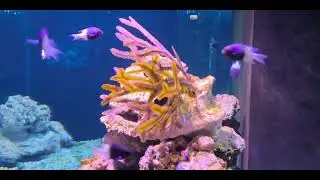 Meeresaquarium Zella Mehlis 