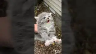 Cute Angry Kitten 🥺