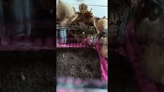 Harvest Poppy Seeds 2025🌹 Welcome to JOIN my chanel From  sweden