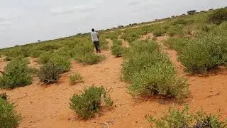 Dhulka Ganacsade Cabduqadir Macalin siiyay Dahir Alasow  Gelinsoor Galmudug