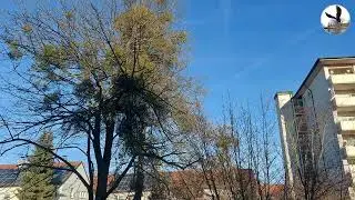 Shadow erzaehlt Story. Krah-Krueck?