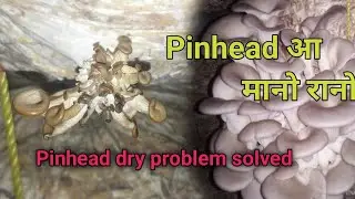 Pinhead आ मानो रानो? Why dry mushroom Pinhead @mwchaharymushrooms 