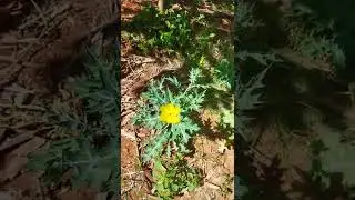 Satyanashi/Argemone mexicana Medicinal Plant  datturi chettu