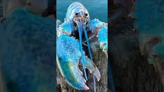 Blue lobster