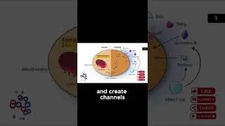 USMLE Step 1 High Yield | First Aid Rapid Review Facts You Must Know