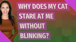 Why does my cat stare at me without blinking?