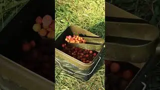 Frankys Maintipps - Die richtige Futtertechnik zum Karpfenangeln am Fluss