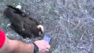 Illegal hunting in Malta, September 2013
