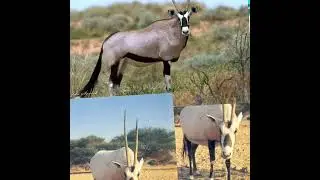 ENTEKATEKA YEJEMBE KALONDOZI