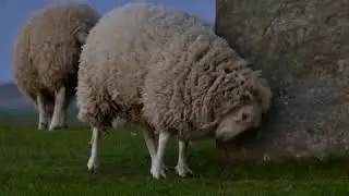 What do you think? 😆😆😆 #animals #funny #funnyvideo #funnyshorts 