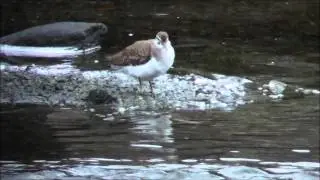 Strandsnipe