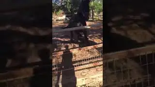Caballo muerto por yegua