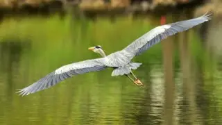 Herons Pond nature is amazing wildlife world 4K Ultra HD the colors are breathtaking