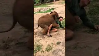 飼育員に突進する子ゾウ